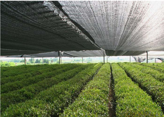 Forti venti d'agricoltura agricoli della maniglia della rete del parasole del tetto larghezza disponibile di 6m - di 1m
