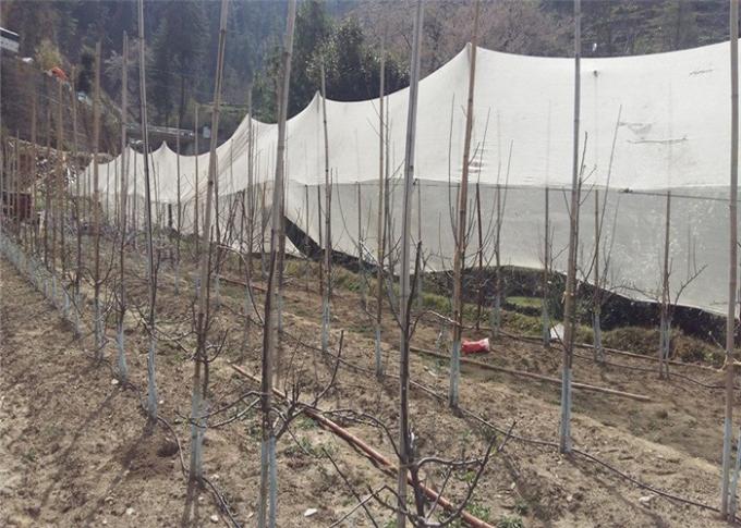 Reticolato di protezione del giardino tessuto PE bianco con la protezione UV 40g/m2 45g/m2