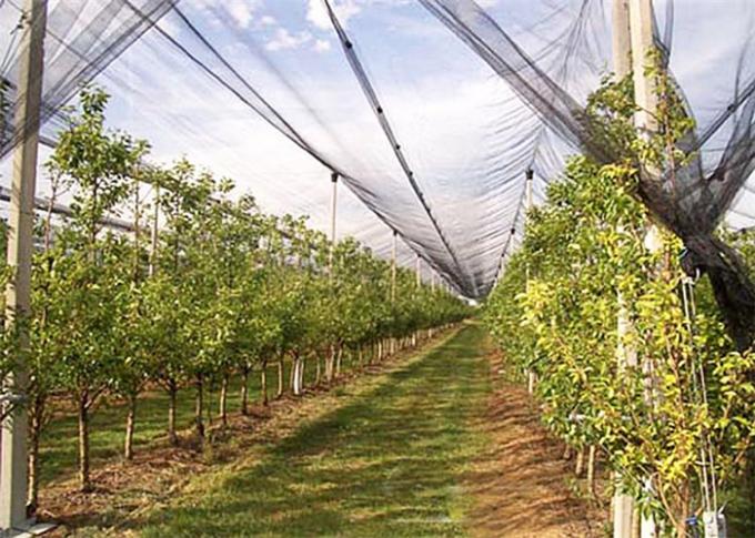 Anti maglia della grandine di trattamento UV, frutteto facendo uso del reticolato di protezione del giardino