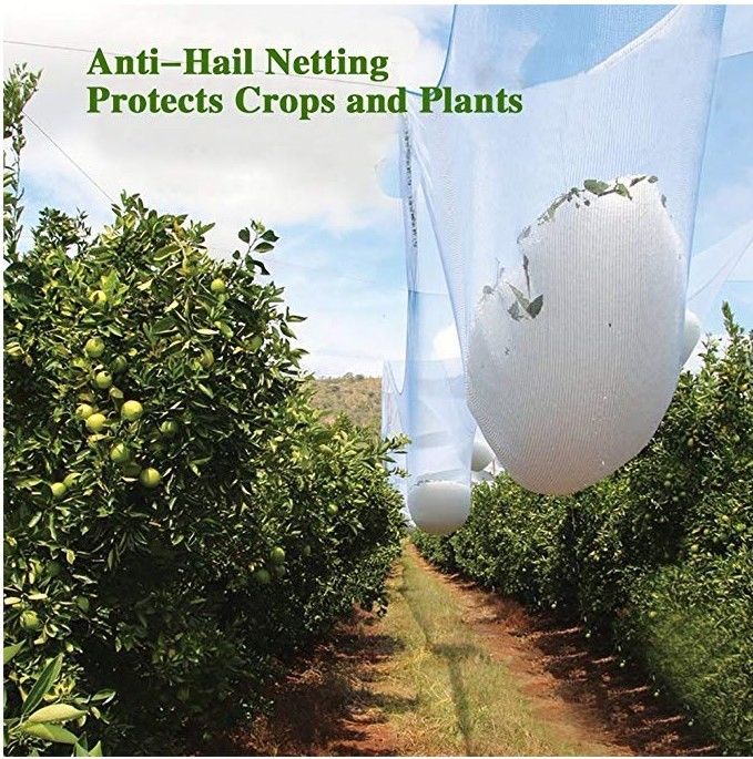 Rete bianca della grandine dell'HDPE agricolo anti, reticolato stabilizzato UV dell'albero da frutto