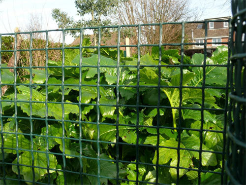HDPE tricottato recinto di plastica verde scuro del giardino con la maglia resistente UV di 20*20mm