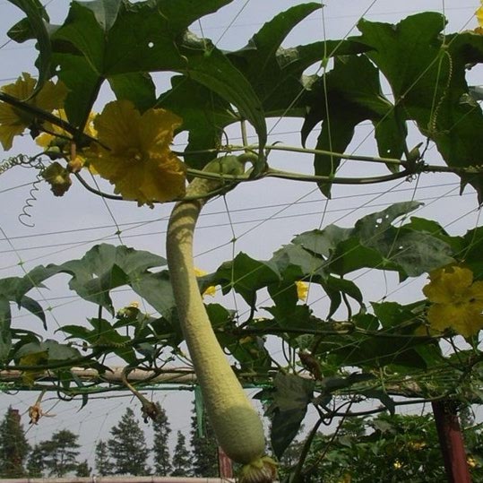 Reticolato di verdure di protezione del giardino, reticolato della frutta del giardino del tessuto del nodo del PE/pp