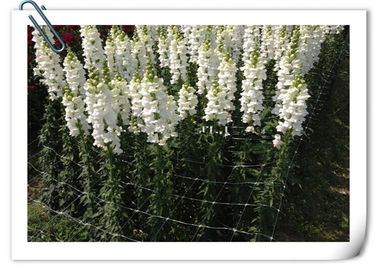 Plastic Climbing Plant Support Net  Green  White Cucumber Support Net