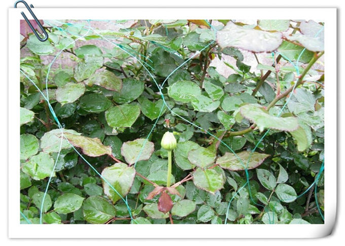 maglia di plastica resistente del giardino di 5ftx15ft per le piante e le verdure rampicanti